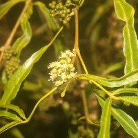 Melicope denhamii (Seem.) T.G.Hartley